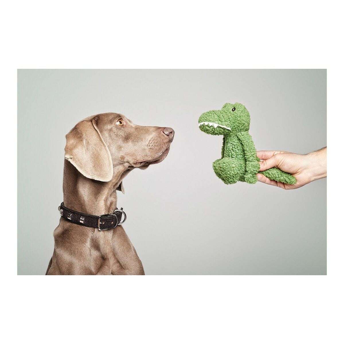 Dog toy Gloria Pinky Crocodile Green - Majpet