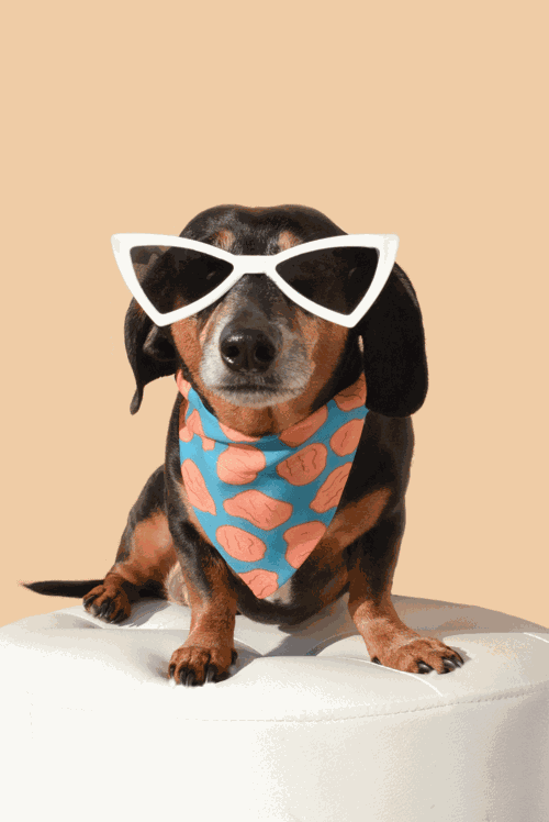 Dog Sunnies - Majpet