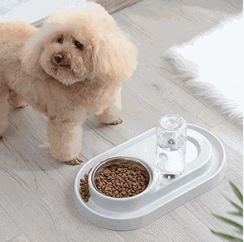 Stainless Steel Pet Bowls with Automatic Water Bottle - Majpet