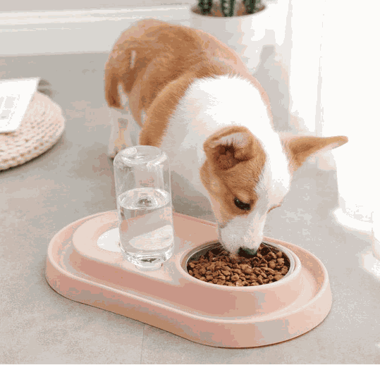 Stainless Steel Pet Bowls with Automatic Water Bottle - Majpet