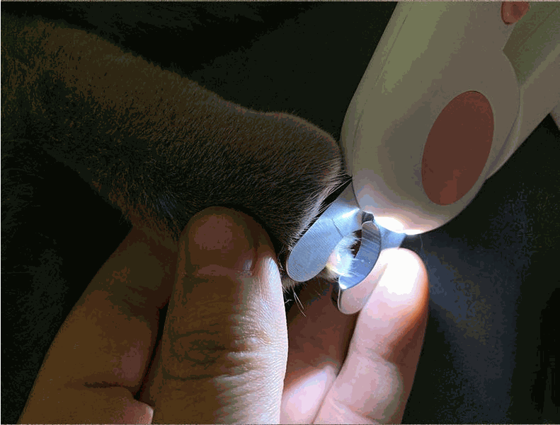 Pet Nail Scissors LED Cat Nail Clipper Trimmer - Majpet