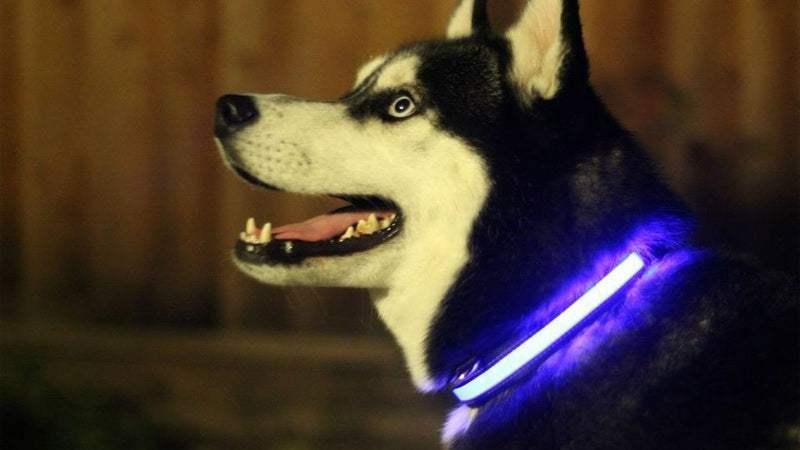 LED Light Dog Collar - Majpet