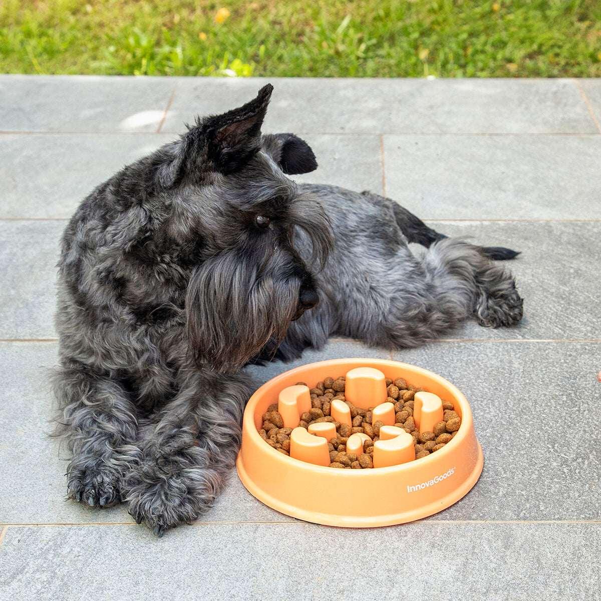 Slow Eating Food Bowl for Pets - Majpet