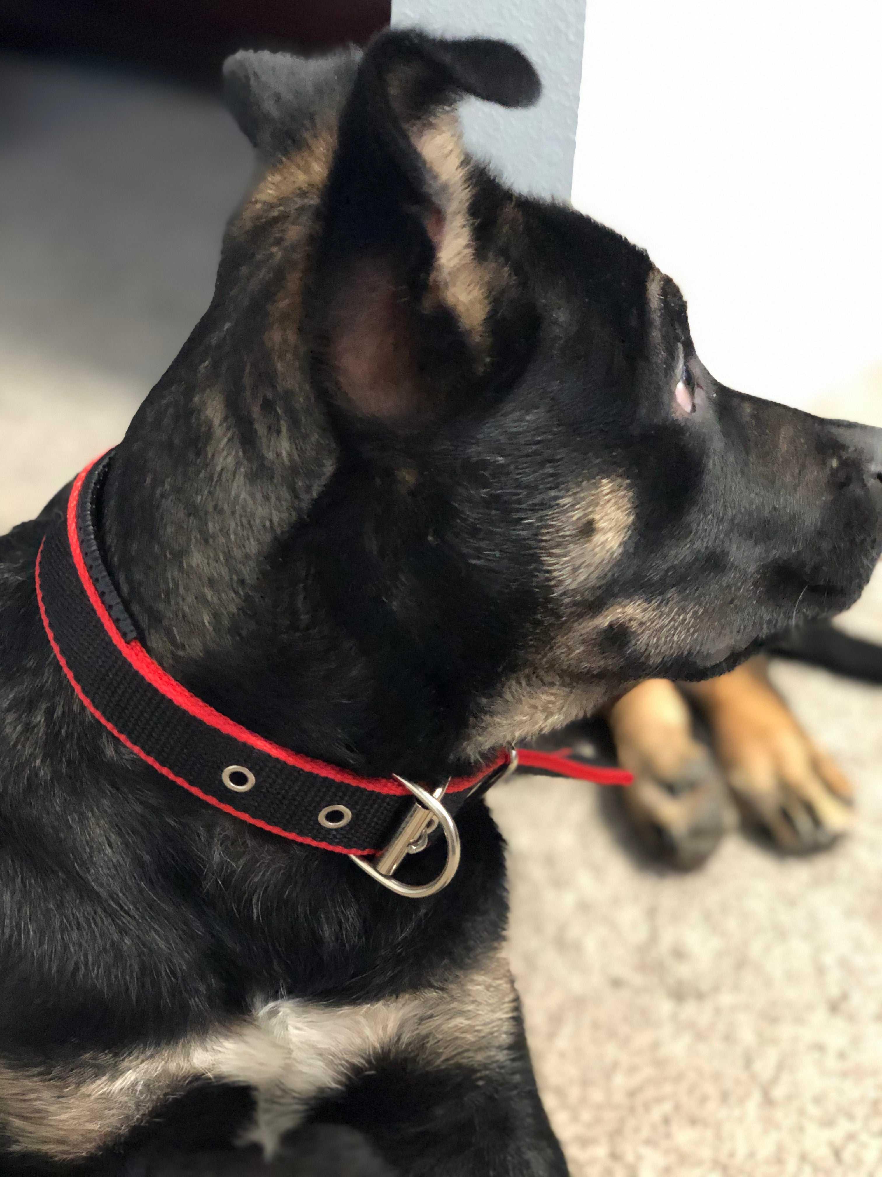 Dog Collar - Red/Black - Majpet