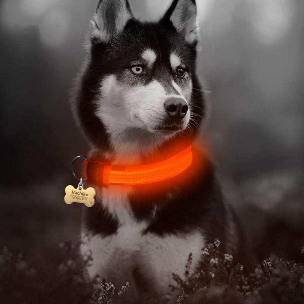 2 PCS Set Nylon LED Dog Collar - Majpet