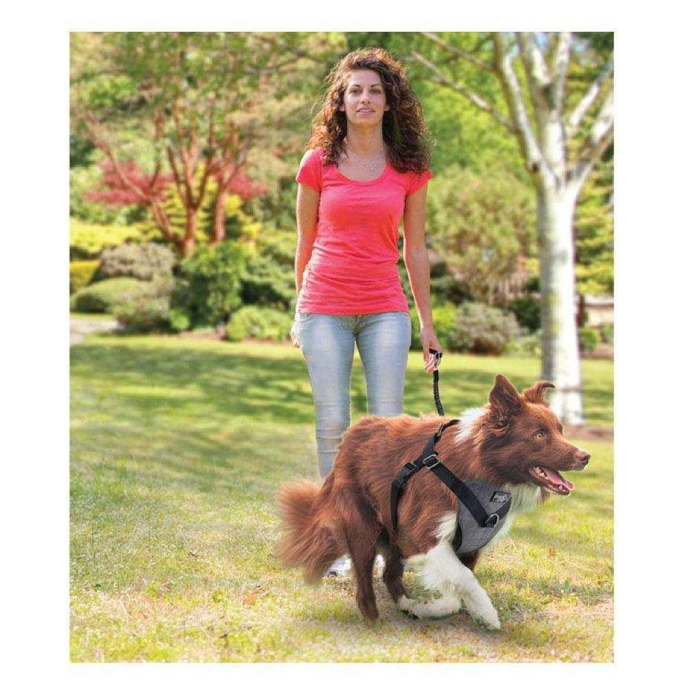 2 in 1 Dog Harness Combo - No Pull Leash - Majpet